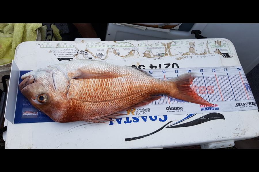 Fred Pou caught this 58.5cm Snapper at Kaiaua during The Export NZ Fishing Competition