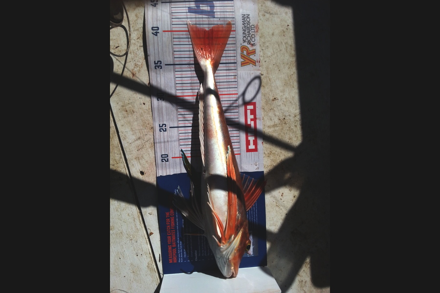 Dean McNamara caught this 40.0cm Gurnard at Tasman Bay during The Export NZ Fishing Competition