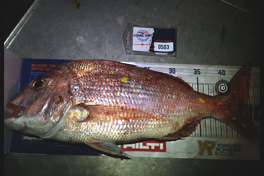 Ben Cullen caught this 44.0cm Snapper at Browns bay during The Export NZ Fishing Competition
