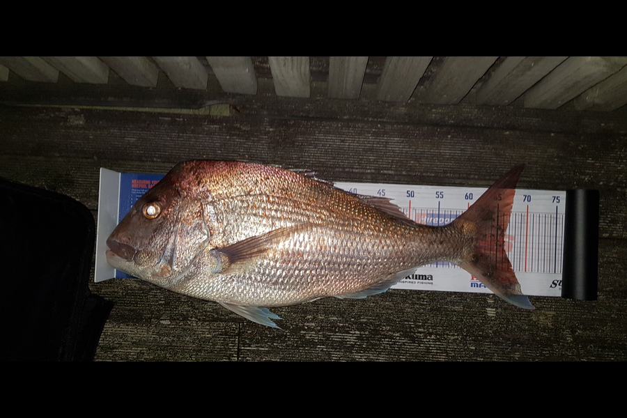Scott Campbell caught this 66.0cm Snapper at Raumati during The Export NZ Fishing Competition