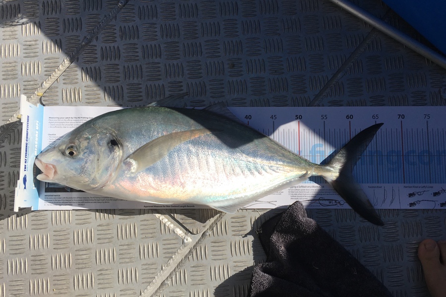 Adam Bowden  caught this 60.0cm Trevally at Whangarei Harbour  during The Export NZ Fishing Competition