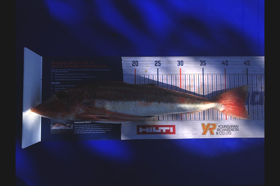 Brett Lennon caught this 44.0cm Gurnard at Kaipara Harbour  during The Export NZ Fishing Competition