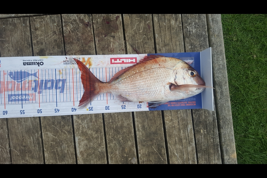 Jameila Pulham caught this 36.5cm Snapper at Tutukaka during The Export NZ Fishing Competition