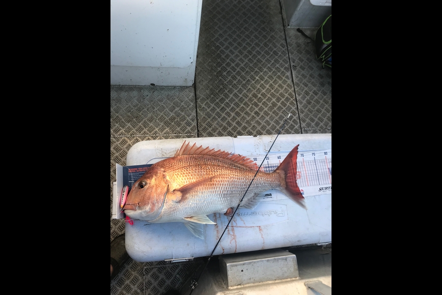 Ryan  Phillips caught this 65.0cm Snapper at Cook straight  during The Export NZ Fishing Competition