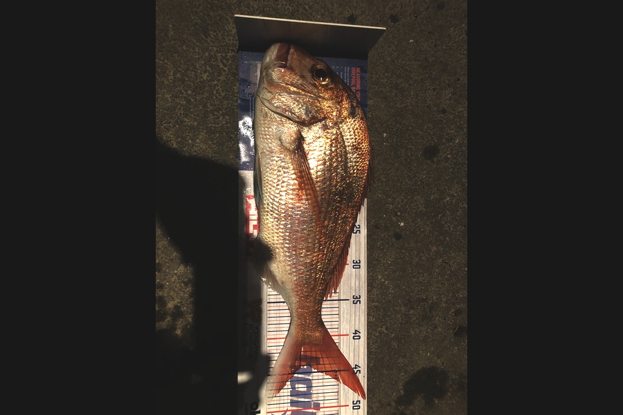 Stephen  Saggers caught this 44.0cm Snapper at Tiritiri Matangi during The Export NZ Fishing Competition