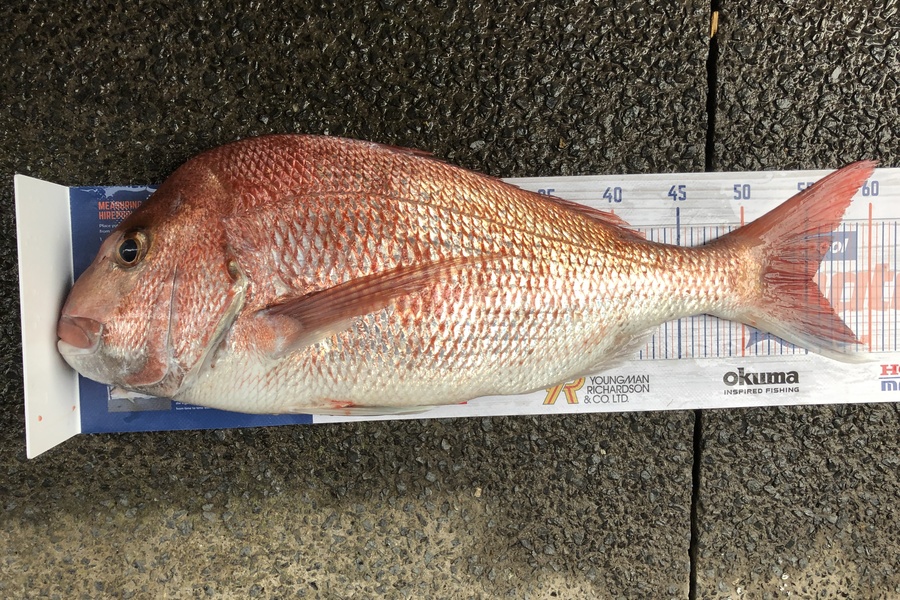 Greg Watkins caught this 55cm Snapper at Bayswater during The Export NZ Fishing Competition