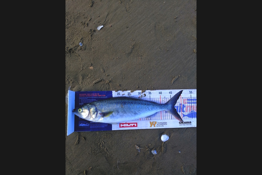 Andre Zowitzkey caught this 46.5cm Kahawai at 90mile  during The Export NZ Fishing Competition