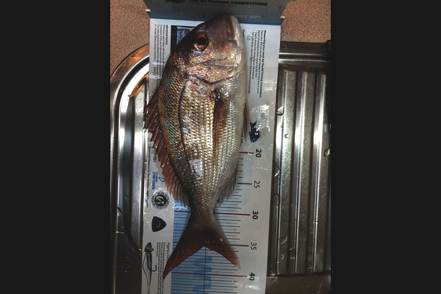 Mark Modrich caught this 35.5cm Snapper at Whangarei  during The Export NZ Fishing Competition