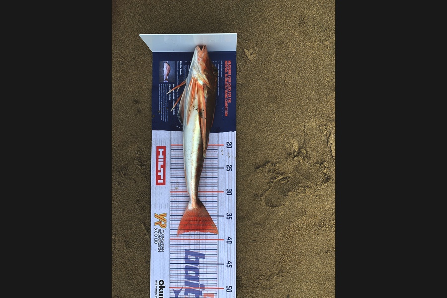 Zach Brickland caught this 38.0cm Gurnard at Pouto point during The Export NZ Fishing Competition