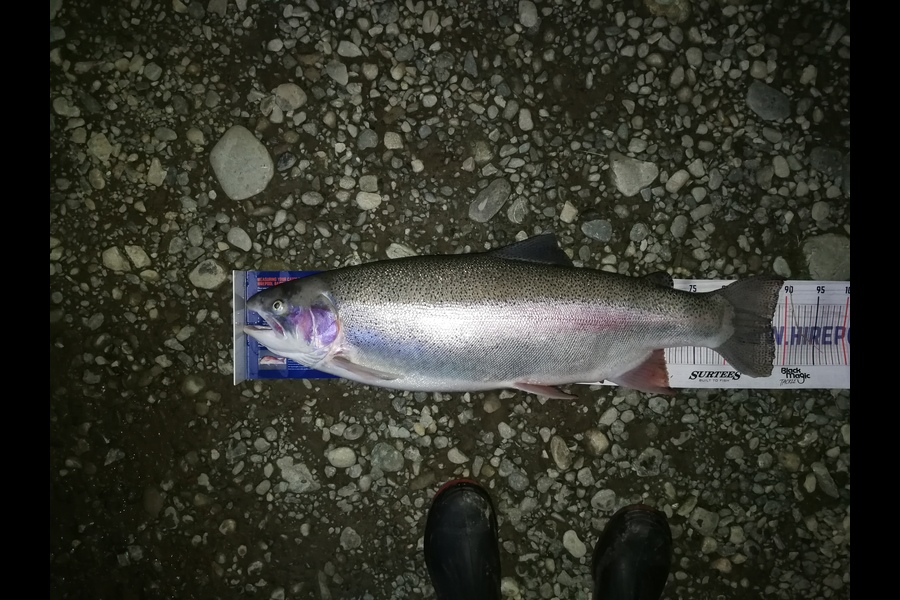James McMullan caught this 87.5cm Trout at Twizel  during The Export NZ Fishing Competition