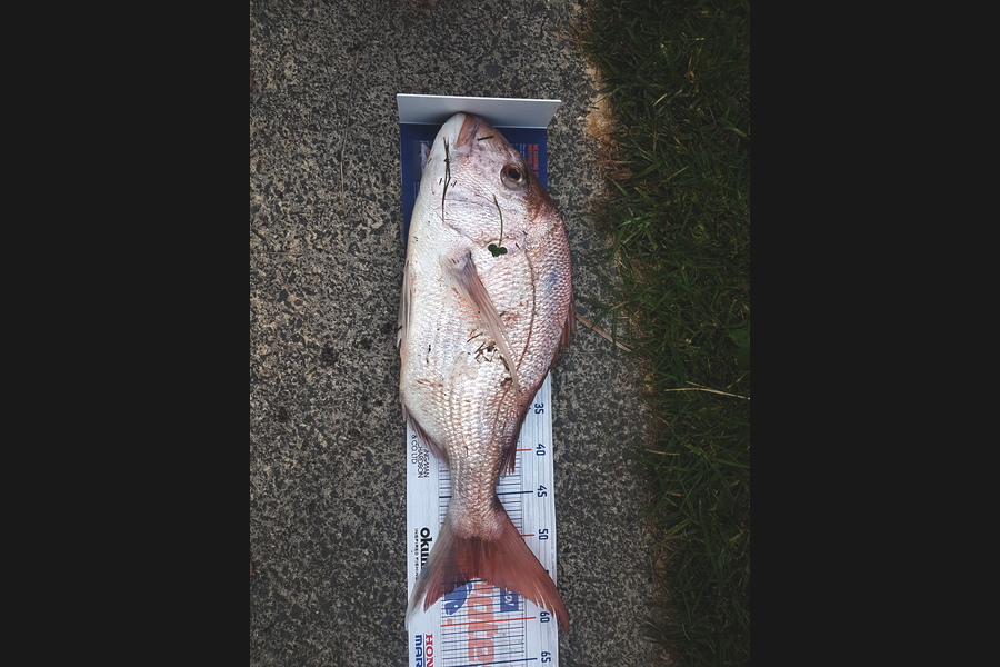 Gary Williamson caught this 54.5cm Snapper at Te Kouma during The Export NZ Fishing Competition