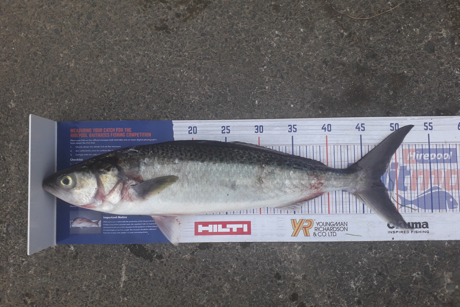 Shane Reynolds caught this 47.5cm Kahawai at Bream bay during The Export NZ Fishing Competition