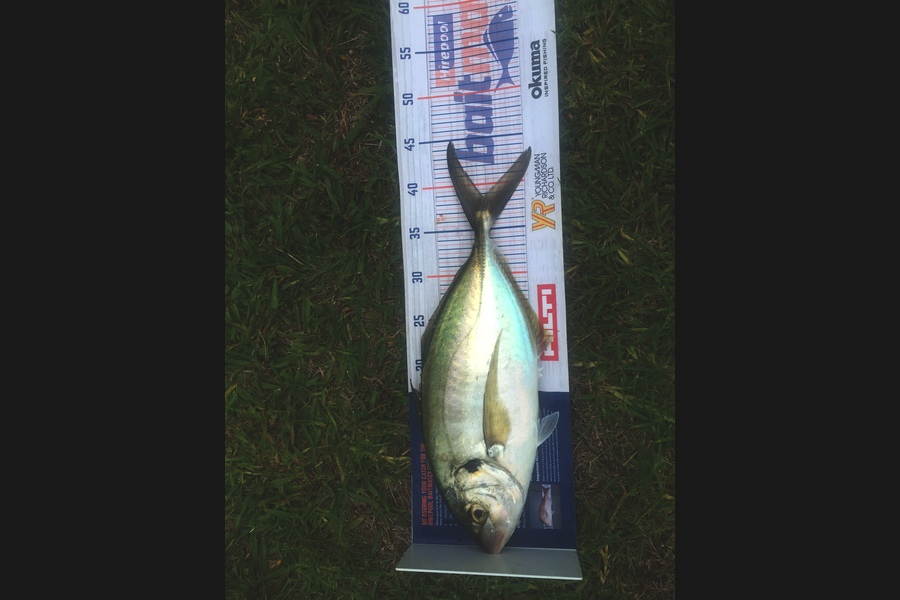 Peter  mclean caught this 38.5cm Trevally at Whangmata  during The Export NZ Fishing Competition