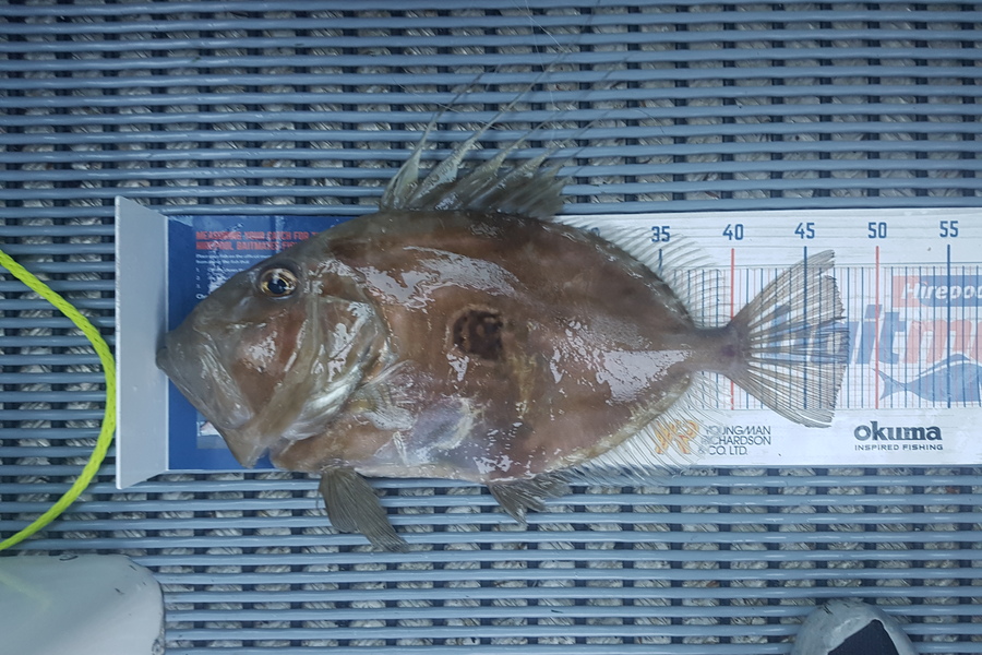 Robert Campbell caught this 47cm John Dory at Whangarei Heads during The Export NZ Fishing Competition