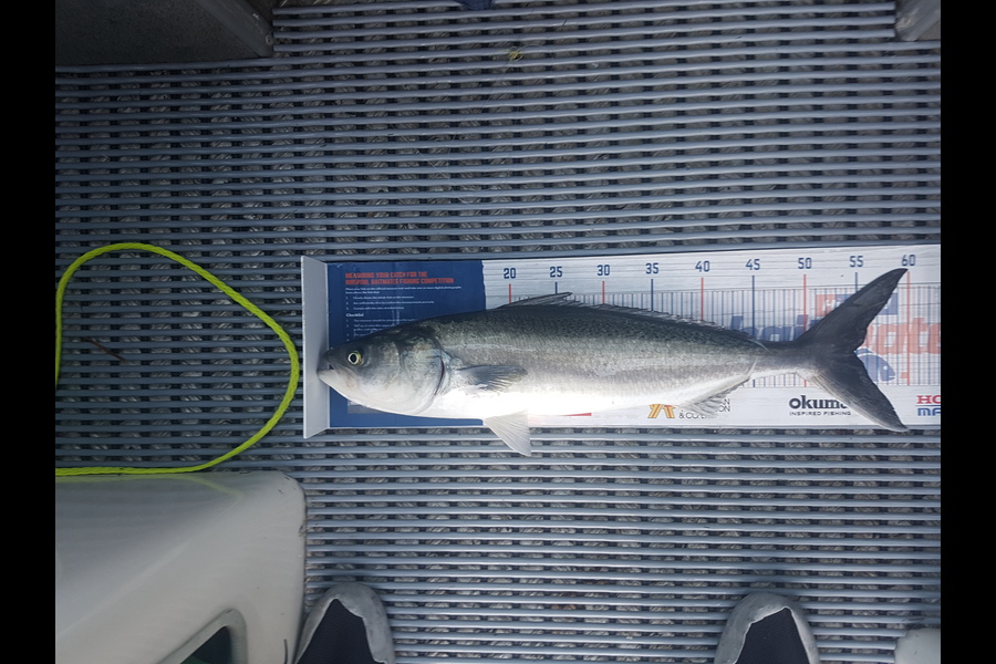 Robert Campbell caught this 54.5cm Kahawai at Whangarei Heads during The Export NZ Fishing Competition