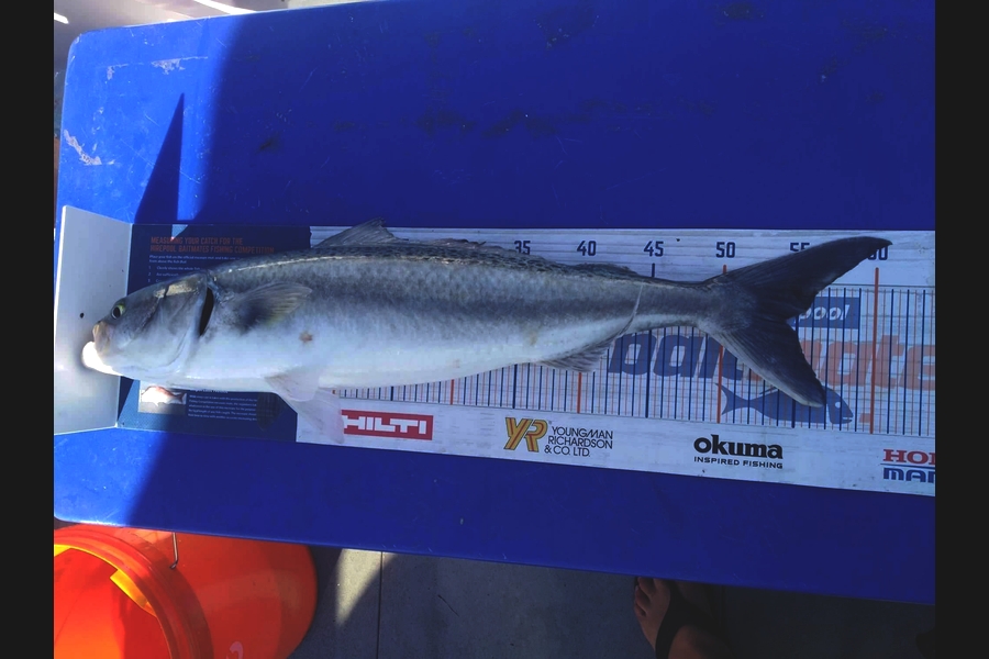 Tim Andrews caught this 54cm Kahawai at Whakatane  during The Export NZ Fishing Competition
