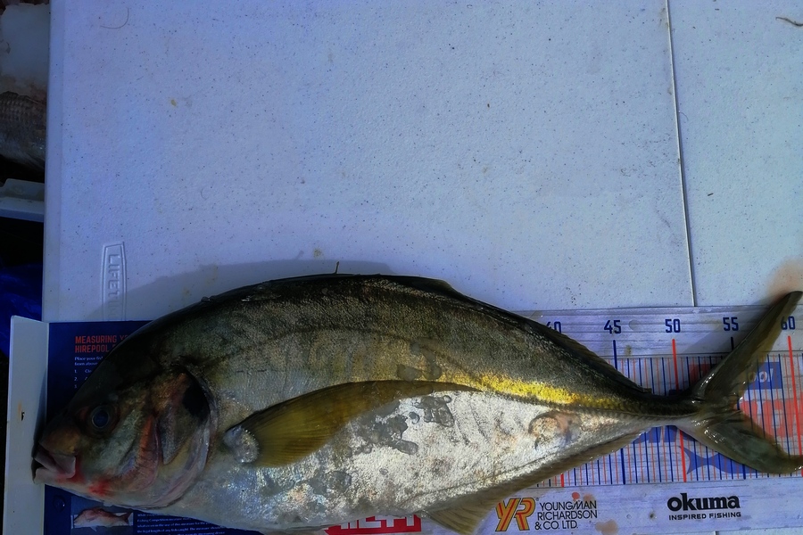 Andre Zowitzkey caught this 54.5cm Trevally at 90mile  during The Export NZ Fishing Competition