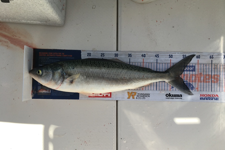 David Ross caught this 53.0cm Kahawai at Hauraki Gulf  during The Export NZ Fishing Competition