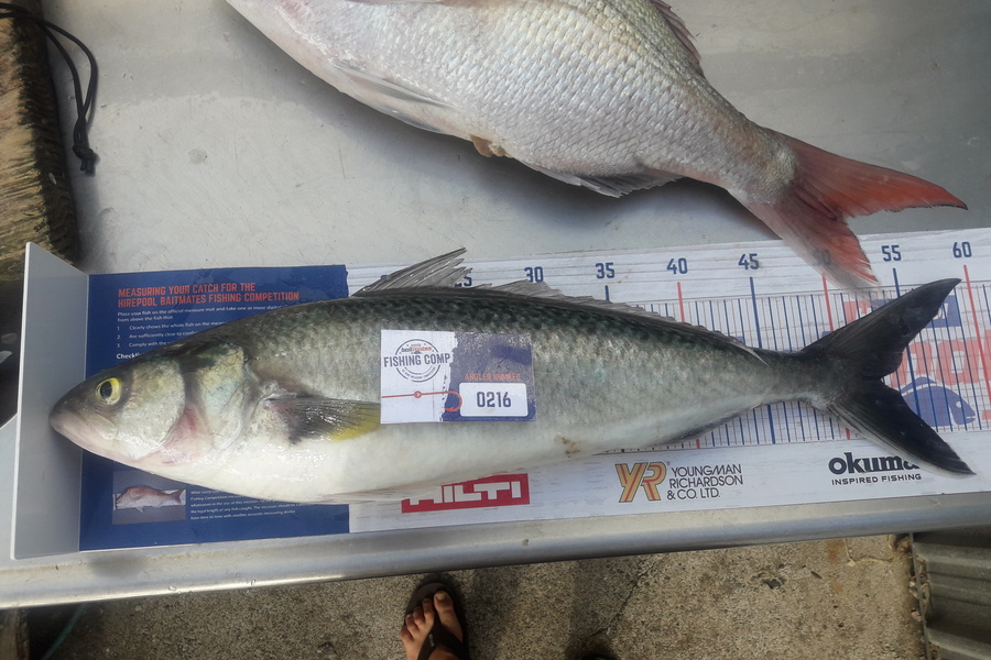 Andrew Skinner caught this 52.5cm Kahawai at raglan during The Export NZ Fishing Competition