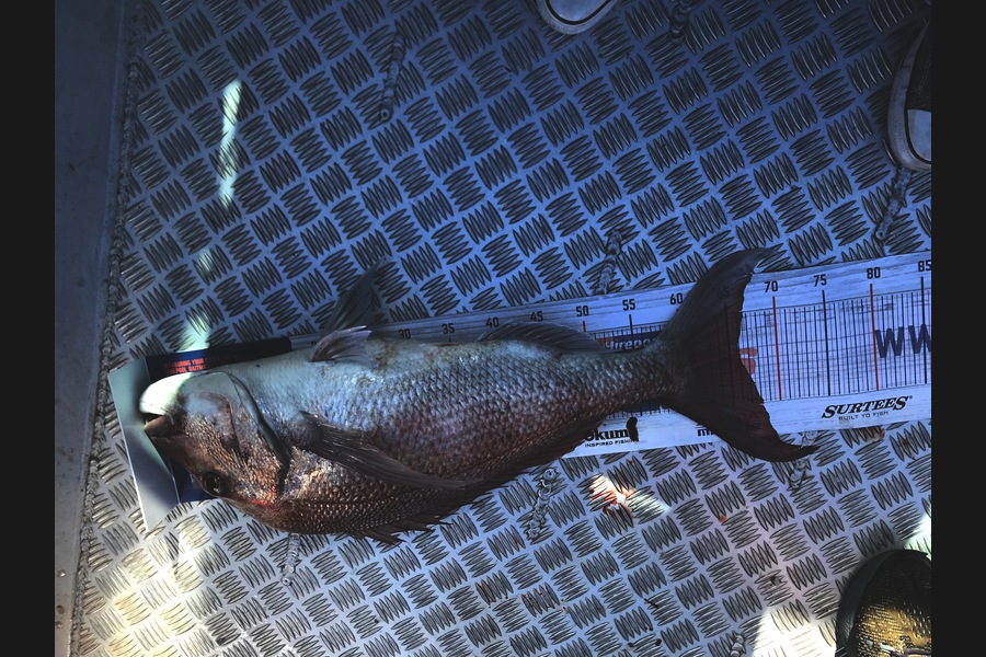 Steve Archer caught this 65.5cm Snapper at D's spot near Tiri during The Export NZ Fishing Competition