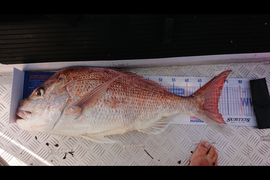 Jeremy Williamson caught this 71.0cm Snapper at Deadmans during The Export NZ Fishing Competition