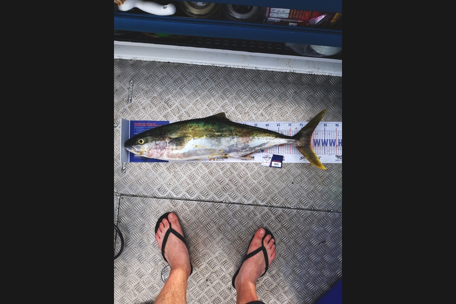 Peter  Mcnabb  caught this 79.0cm Kingfish at Hen and Chicks during The Export NZ Fishing Competition