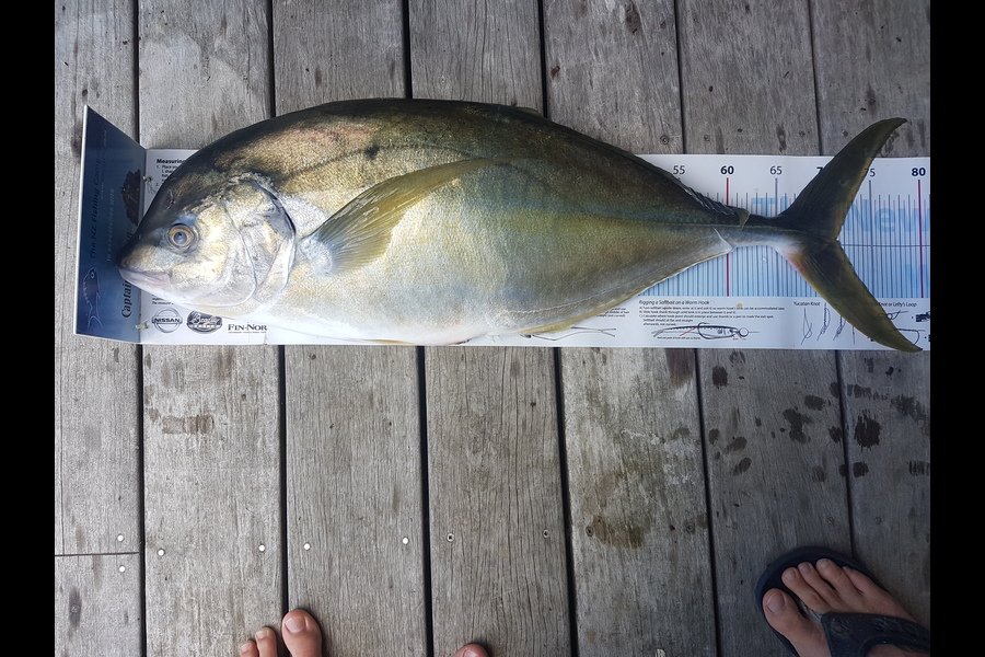 Dave Adams caught this 71.0cm Trevally at Three Kings during The Export NZ Fishing Competition
