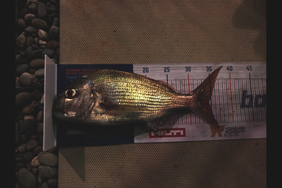 Sue Mehrtens  caught this 34.5cm Snapper at Off the coast of Whananaki North / Otamure during The Export NZ Fishing Competition