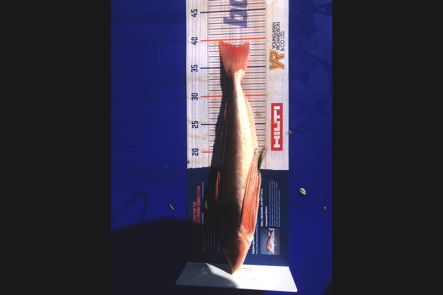 Brett Lennon caught this 38.5cm Gurnard at Muriwai Beach during The Export NZ Fishing Competition