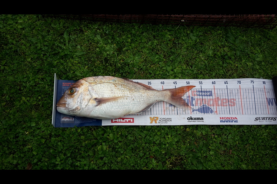 Terry Tanga caught this 46.5cm Snapper at Firth Thames during The Export NZ Fishing Competition