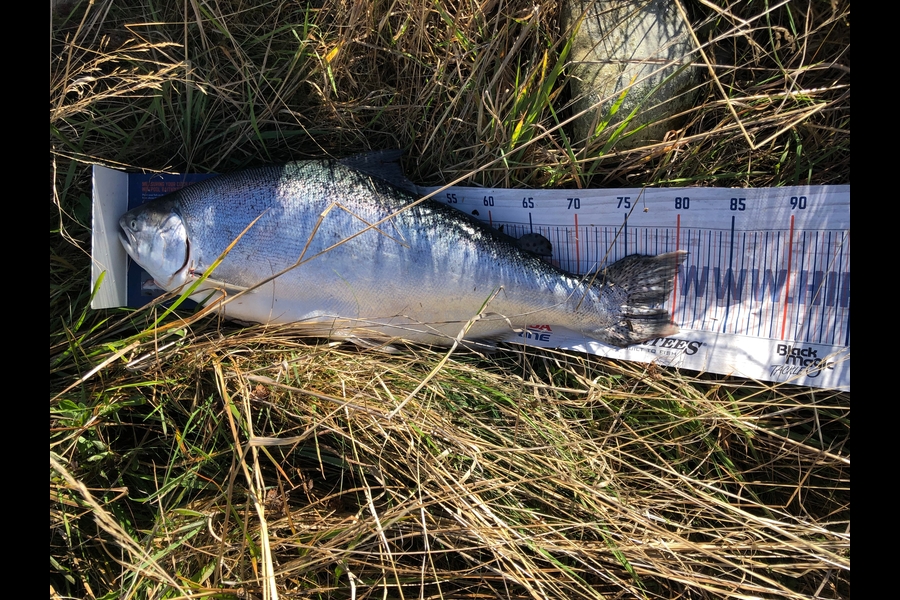 Bryce Helms caught this 78.0cm Salmon at Ohau C Canal during The Export NZ Fishing Competition