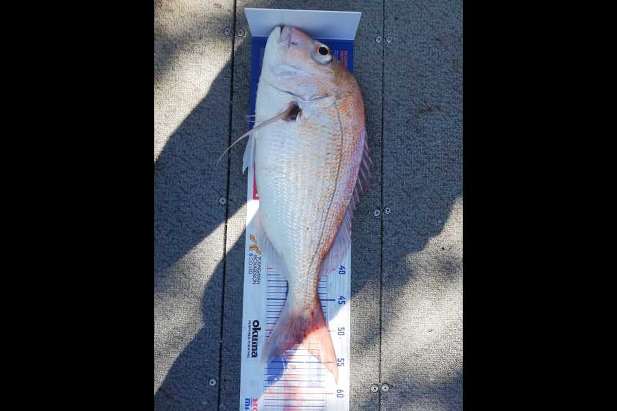 WILLEM  SCHEEPERS caught this 51.5cm Snapper at Te Puru during The Export NZ Fishing Competition
