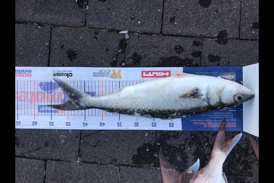 Theo Gruar caught this 48.5cm Kahawai at kaipara harbour during The Export NZ Fishing Competition