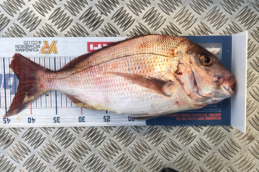 Colin Sinton caught this 42.0cm Snapper at Aldermans during The Export NZ Fishing Competition