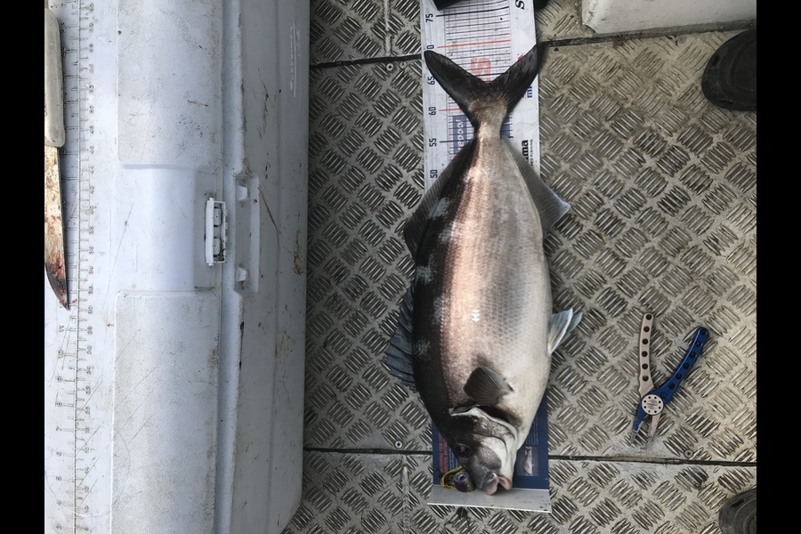Ryan  Phillips caught this 63.5cm Blue Moki at Cook straight  during The Export NZ Fishing Competition