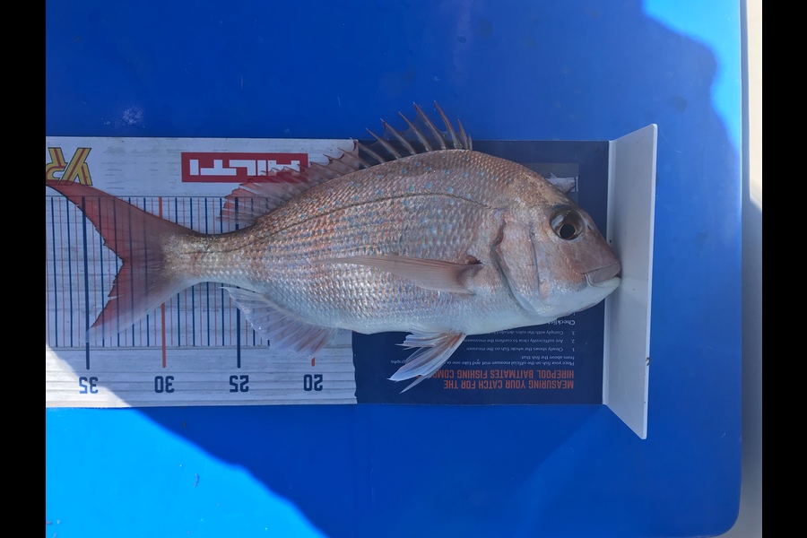 Greg Blomfield  caught this 32.5cm Snapper at Bream Bay during The Export NZ Fishing Competition