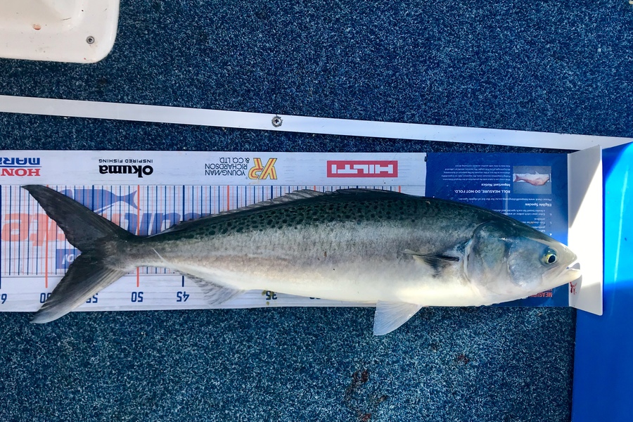 Greg Blomfield  caught this 56.0cm Kahawai at Bream Bay during The Export NZ Fishing Competition