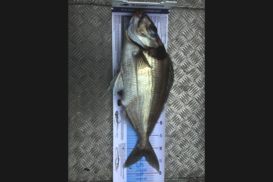 Scott Marriott caught this 53.0cm Tarakihi at Mana during The Export NZ Fishing Competition