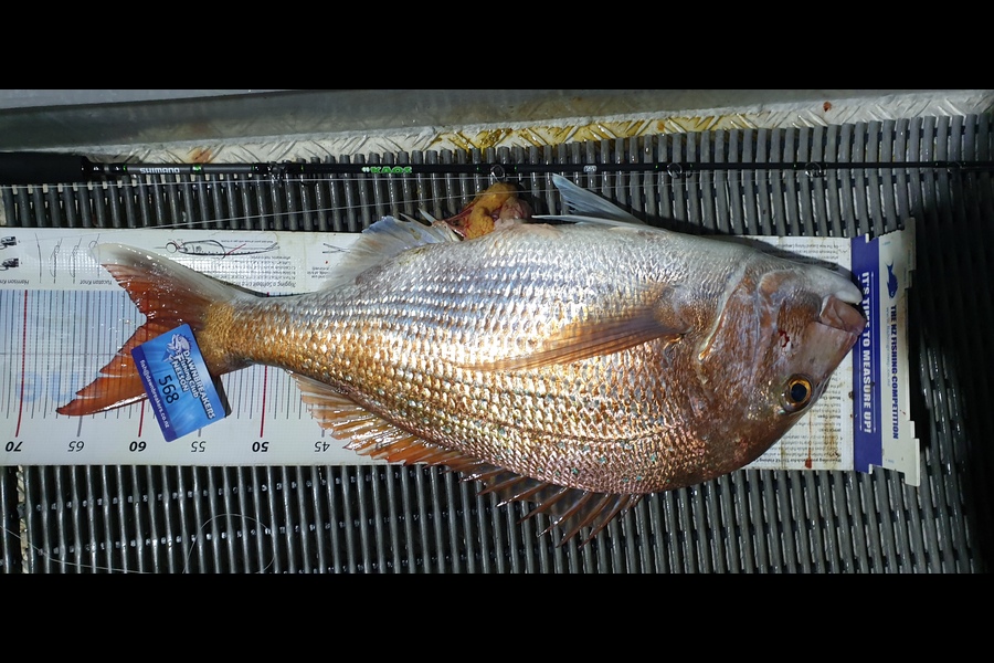 Bevan Middlebrook caught this 60.0cm Snapper at D'Urville Island during The Export NZ Fishing Competition