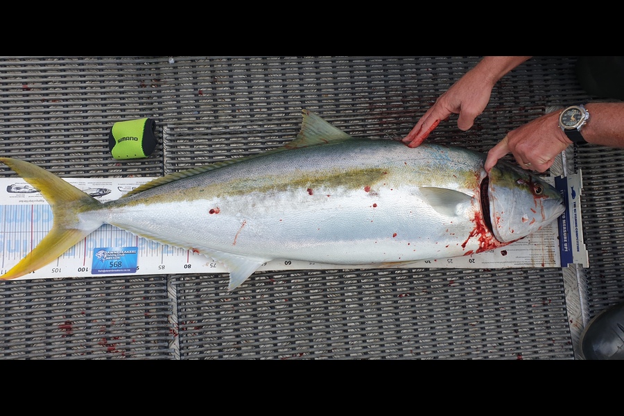 Bevan Middlebrook caught this 106.0cm Kingfish at D'Urville Island during The Export NZ Fishing Competition