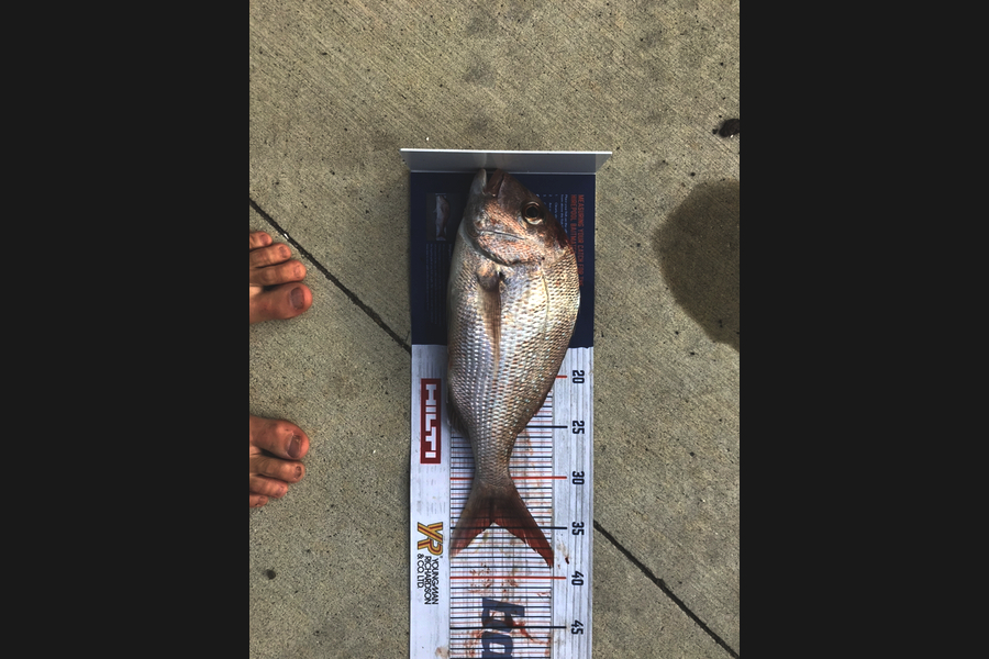 Vaughan Holdt caught this 34.5cm Snapper at Kaiaua during The Export NZ Fishing Competition
