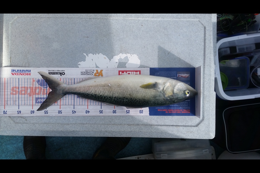 Ben Jones caught this 53.0cm Kahawai at Wellington harbour  during The Export NZ Fishing Competition