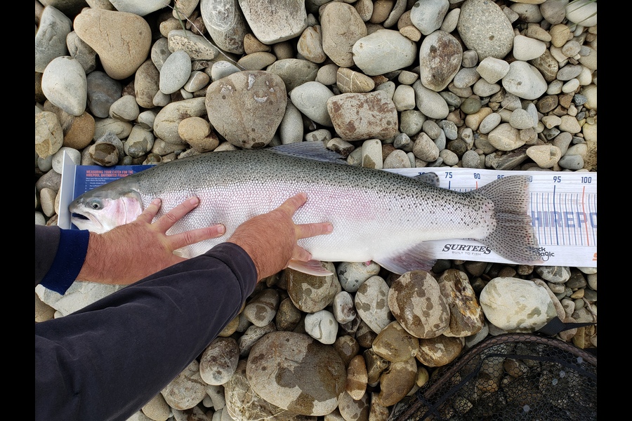 david green caught this 91.0cm Trout at Twizel during The Export NZ Fishing Competition