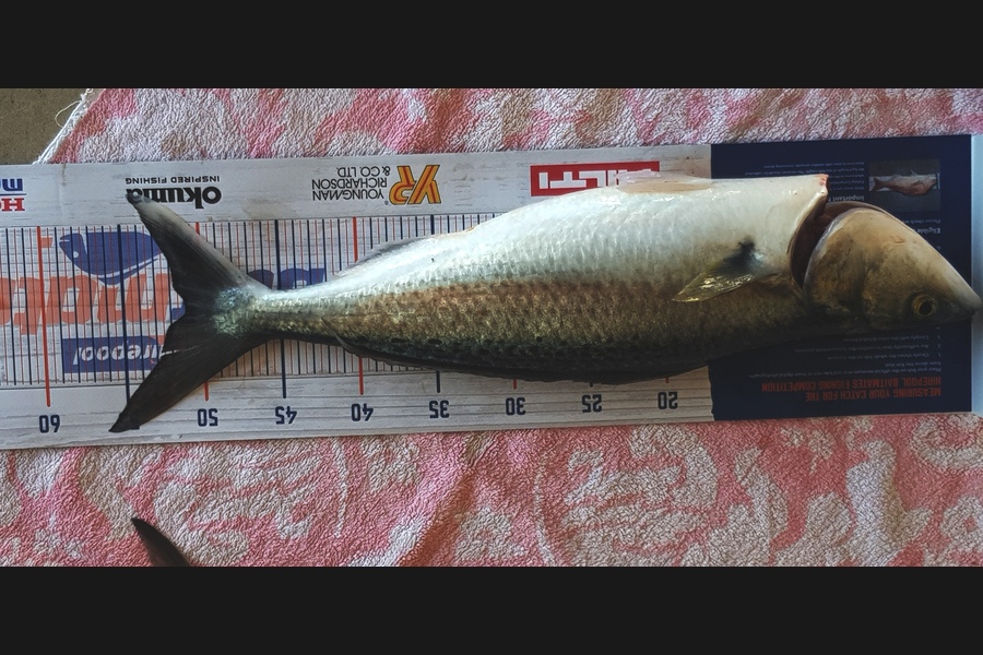 Warren Thompson caught this 51.0cm Kahawai at Tauranga  during The Export NZ Fishing Competition