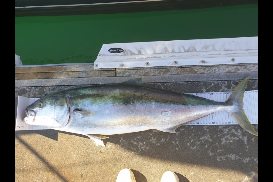 Craig Miller caught this 139cm Kingfish at Gisborne during The Export NZ Fishing Competition