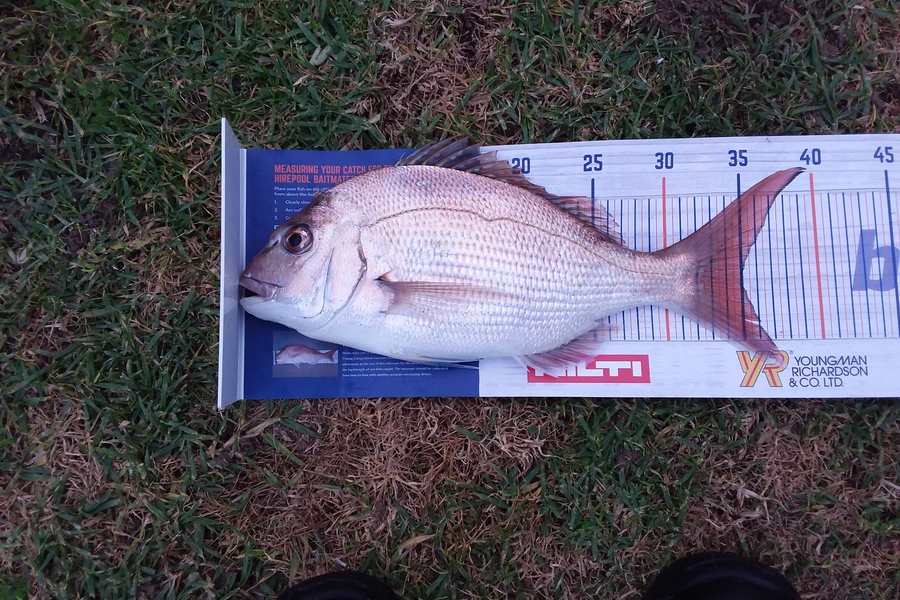 Darren  Lindsay  caught this 35.0cm Snapper at The Naki during The Export NZ Fishing Competition