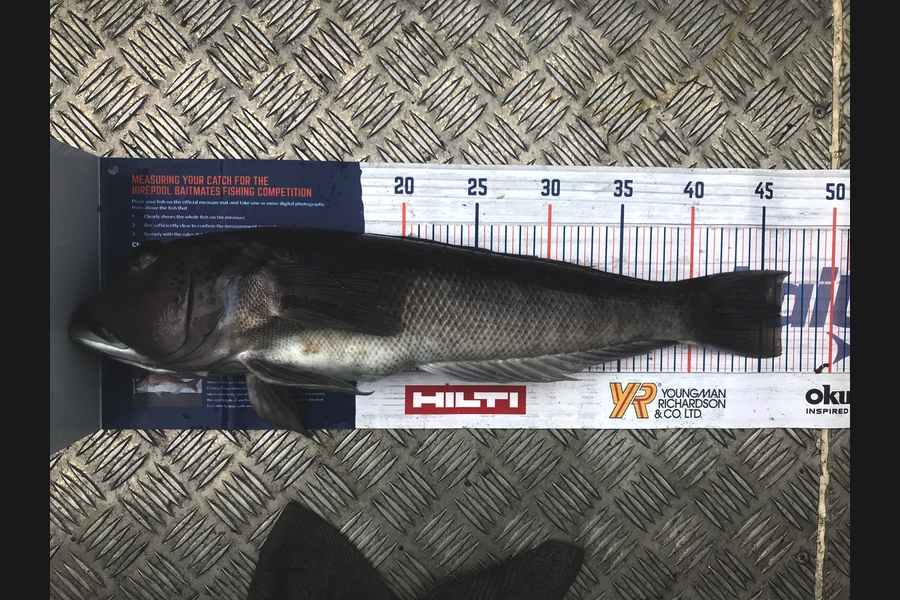 Joseph Peeti caught this 46.5cm Blue Cod at Wanganui during The Export NZ Fishing Competition