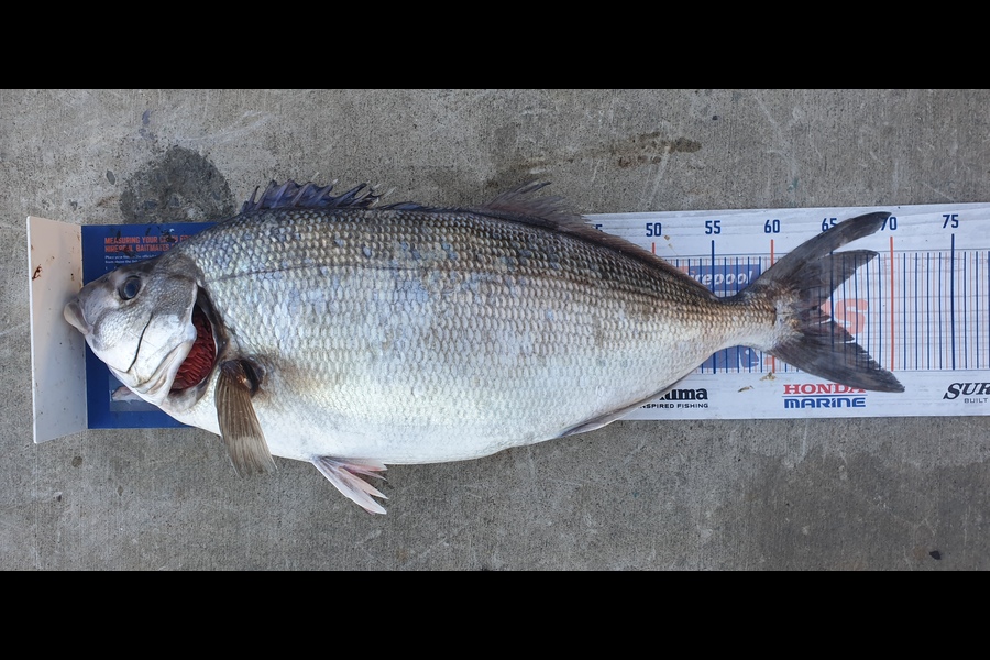 Leigh Tuuta caught this 63.5cm Blue Moki at Kaikoura during The Export NZ Fishing Competition