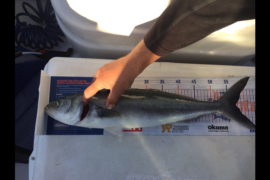 Grant Davis caught this 57cm Kahawai at Far north  during The Export NZ Fishing Competition
