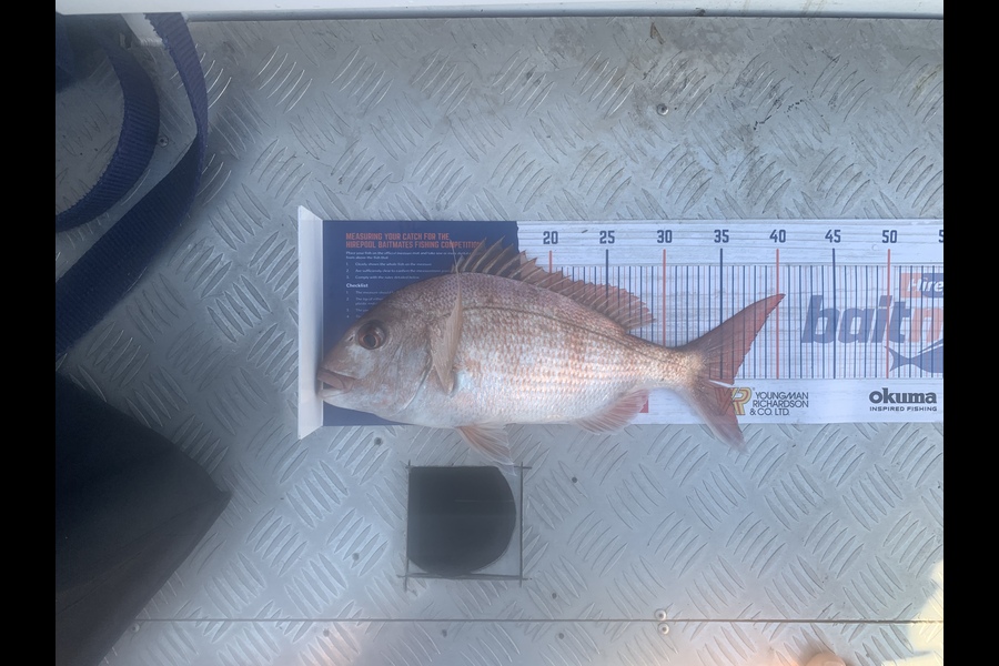 Fabian Harriman caught this 36.0cm Snapper at Motutapu East during The Export NZ Fishing Competition